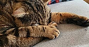 Raoul a rejoint le concours — aidez-le/la à gagner de superbes lots ! cat, tabby, sleeping, paw, couch, blanket, striped_cushion, indoor, pet, feline, cozy, resting, fur, whiskers, relaxation, closeup, animal, domestic, comfort, nap
