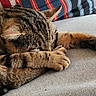 cat, tabby, sleeping, paw, couch, blanket, striped_cushion, indoor, pet, feline, cozy, resting, fur, whiskers, relaxation, closeup, animal, domestic, comfort, nap