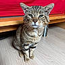 cat, tabby, animal, pet, indoor, floor, furniture, bed, blanket, red, wooden_floor, whiskers, ears, green_eyes, sitting, striped, fur, cute, closeup, portrait