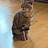 Raoul a rejoint le concours — aidez-le/la à gagner de superbes lots ! cat, tabby_cat, pet, animal, feline, indoor, wooden_floor, striped_fur, green_eyes, sitting, curious, ears_up, domestic_animal, home_interior, cabinet, natural_light, shadow, flooring, close_up, fur_texture