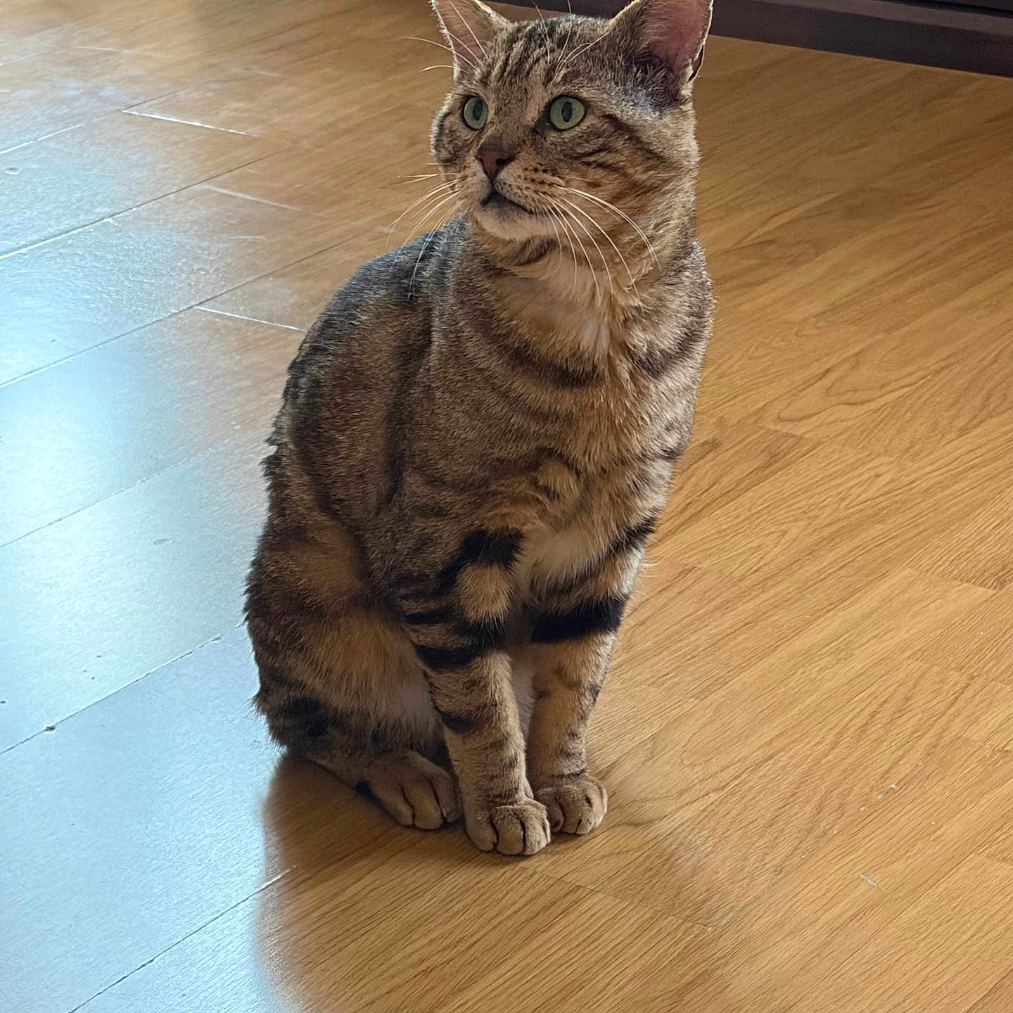 Raoul a rejoint le concours — aidez-le/la à gagner de superbes lots ! cat, tabby_cat, pet, animal, feline, indoor, wooden_floor, striped_fur, green_eyes, sitting, curious, ears_up, domestic_animal, home_interior, cabinet, natural_light, shadow, flooring, close_up, fur_texture