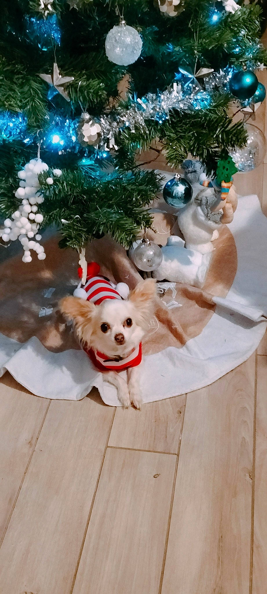 Lady participe au concours pour gagner de l'argent avec cette photo : carnivore, christmas, christmas_decoration, christmas_ornament, christmas_tree, companion_dog, conifer, dog, dog_breed, event, evergreen, fawn, happy, holiday, holiday_ornament, ornament, plant, toy, tree, wood