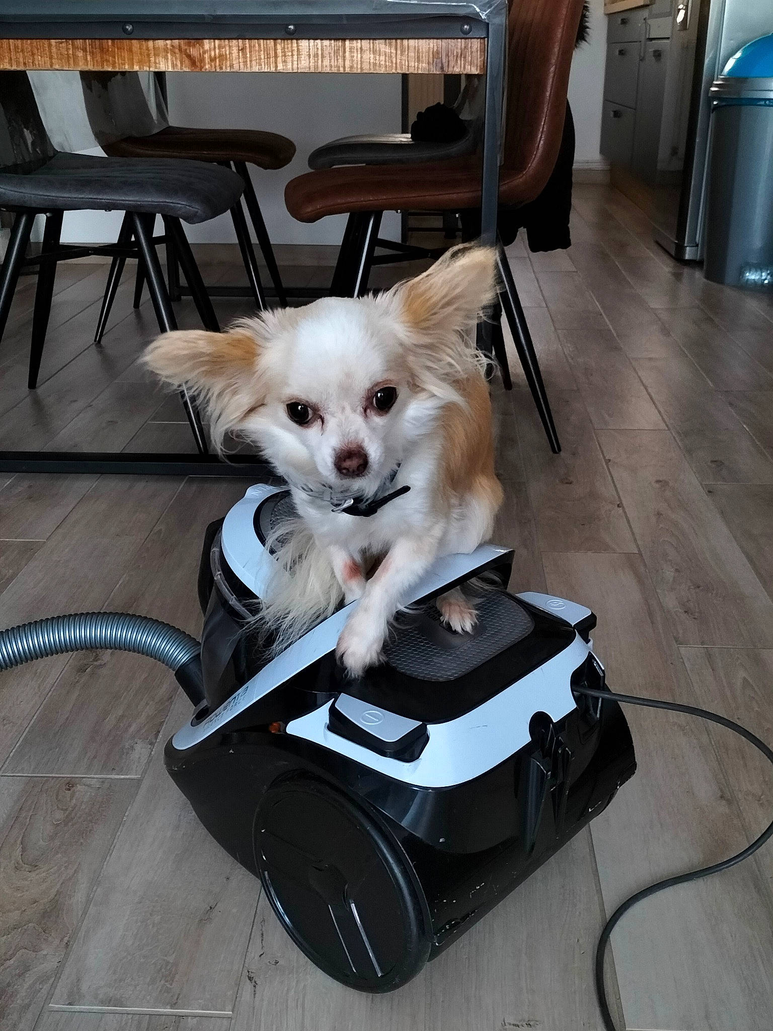 Lady participe au concours pour gagner de l'argent avec cette photo : baby_carriage, baby_products, canidae, carnivore, chair, chihuahua, companion_dog, dog, dog_breed, dog_supply, fawn, flooring, hardwood, outdoor_furniture, sporting_group, table, tail, toy_dog, wood, working_animal