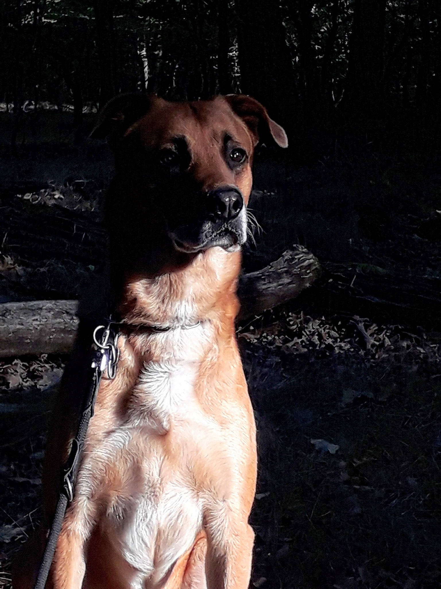 Ilko a rejoint le concours — aidez-le/la à gagner de superbes lots ! canidae, carnivore, collar, companion_dog, dog, dog_breed, dog_collar, fawn, fur, guard_dog, gun_dog, liver, pet_supply, plant, snout, sporting_group, tree, whiskers, working_animal, working_dog