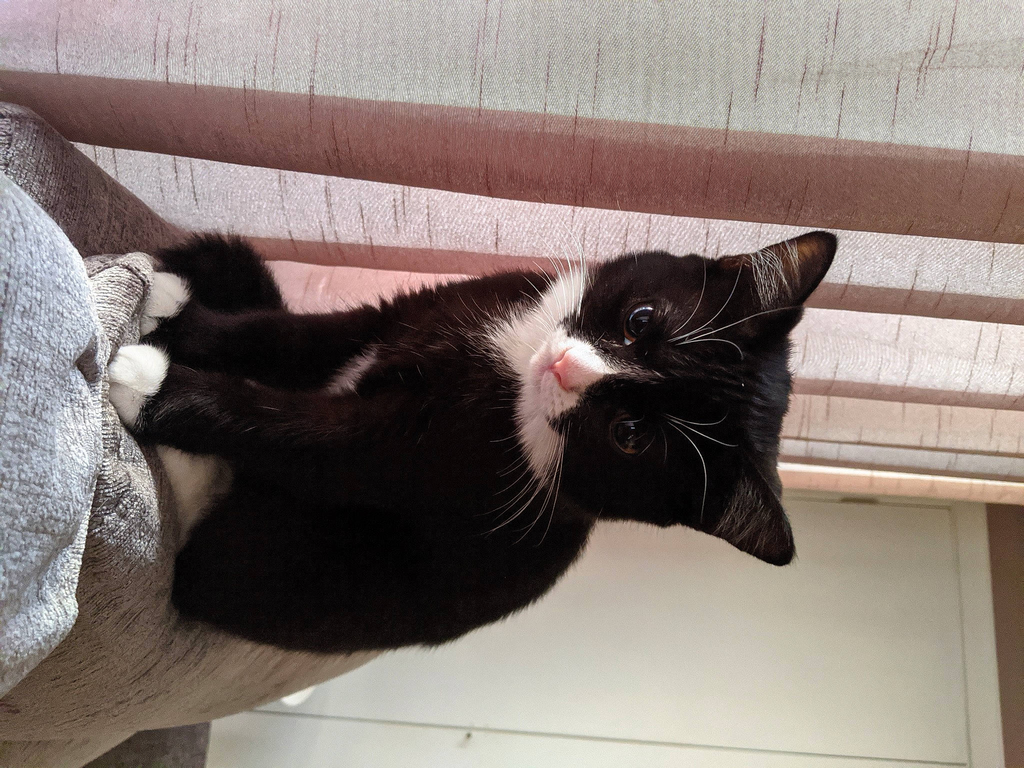 Katniss is registered to the contest to win money with this photo: black, black_and_white, black_cat, carnivore, cat, domestic_short_haired_cat, ear, european_shorthair, felidae, fur, kitten, leg, polydactyl_cat, small_to_medium_sized_cats, tail, whiskers