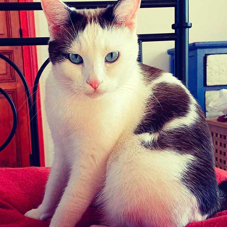 Haïku a rejoint le concours — aidez-le/la à gagner de superbes lots ! animal, bed, black_fur, blanket, blue_eyes, calm, cat, close_up, cute, domestic_cat, fur, furniture, indoor, metal_bed_frame, pet, portrait, sitting, whiskers, white_fur, wooden_door