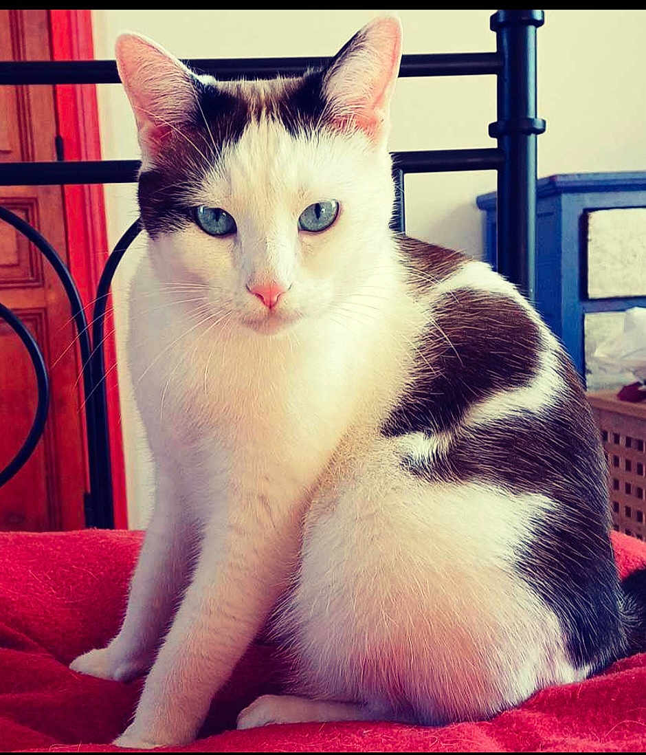 Haïku a rejoint le concours — aidez-le/la à gagner de superbes lots ! cat, blue_eyes, white_fur, black_fur, indoor, bed, blanket, furniture, wooden_door, metal_bed_frame, pet, animal, sitting, portrait, close_up, fur, whiskers, cute, domestic_cat, calm