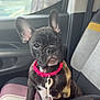 animal, black_dog, car_seat, collar, companion, curious, cute, dog, ears, french_bulldog, indoor, leash, pet, pet_accessory, pink_collar, puppy, seat, small_dog, vehicle, window
