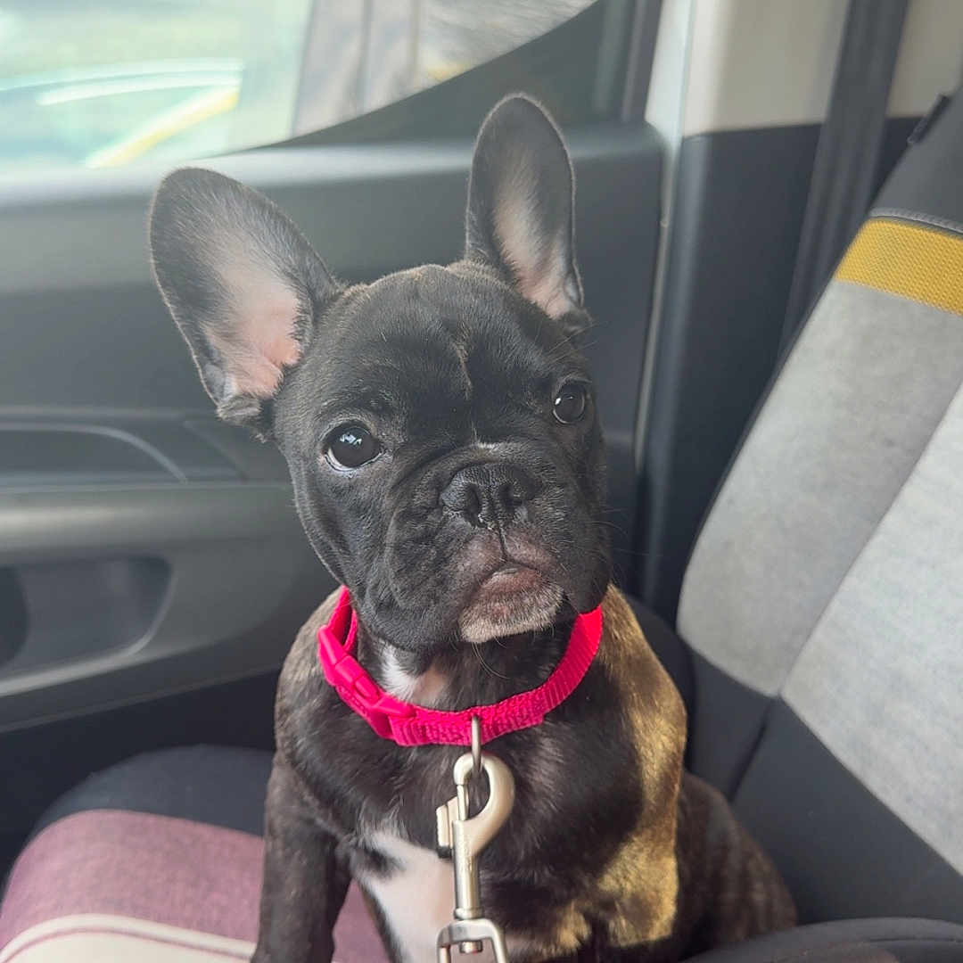 Athéna a rejoint le concours — aidez-le/la à gagner de superbes lots ! animal, black_dog, car_seat, collar, companion, curious, cute, dog, ears, french_bulldog, indoor, leash, pet, pet_accessory, pink_collar, puppy, seat, small_dog, vehicle, window
