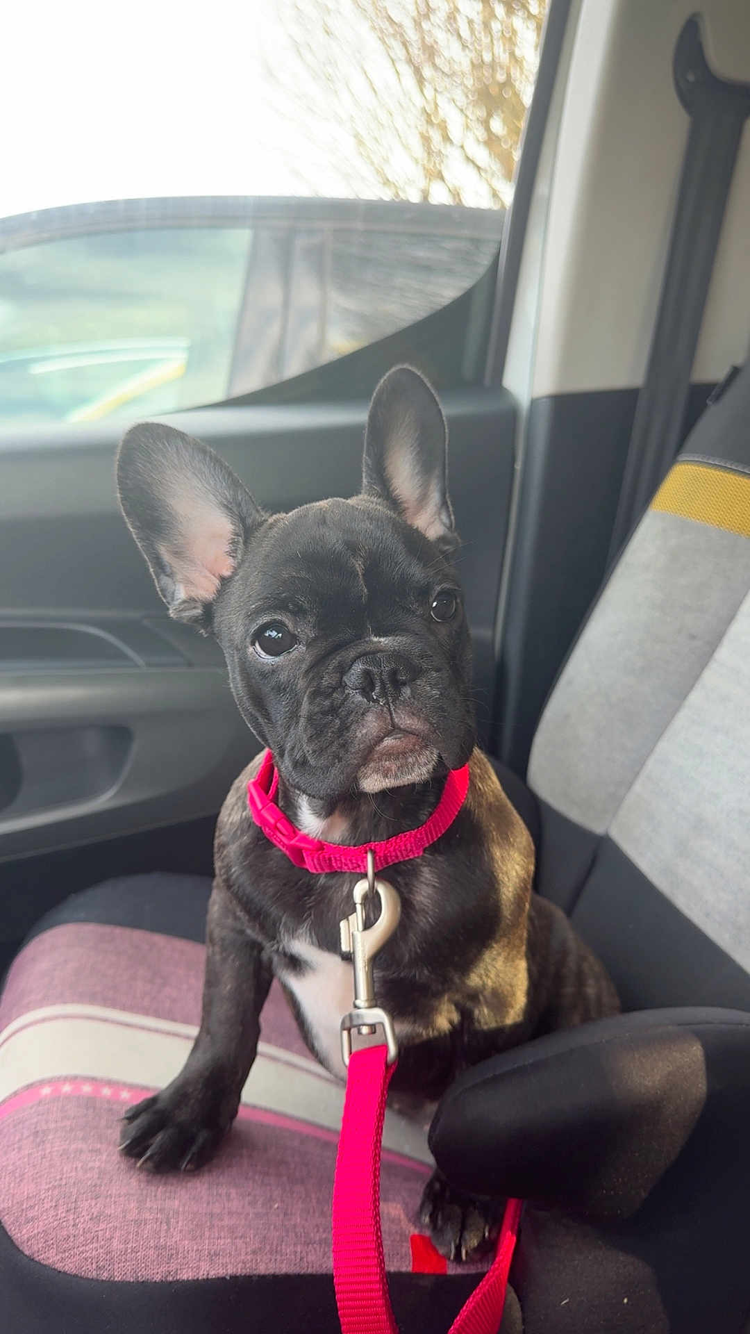 Athéna a rejoint le concours — aidez-le/la à gagner de superbes lots ! animal, black_dog, car_seat, collar, companion, curious, cute, dog, ears, french_bulldog, indoor, leash, pet, pet_accessory, pink_collar, puppy, seat, small_dog, vehicle, window