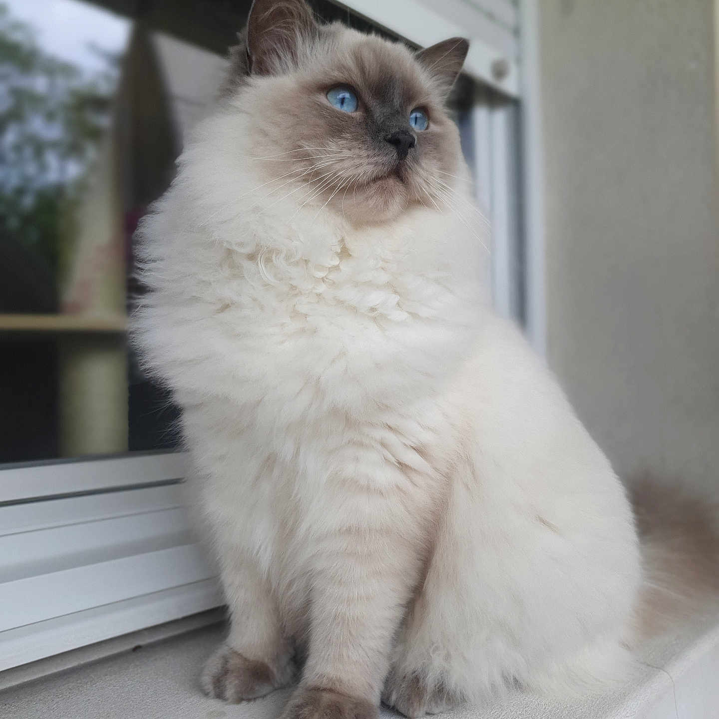 Akimi a rejoint le concours — aidez-le/la à gagner de superbes lots ! cat, fluffy, longhaired, blue_eyes, white_fur, gray_points, pet, animal, portrait, sitting, windowsill, window, indoors, home, fur, whiskers, ears, paws, tail, closeup