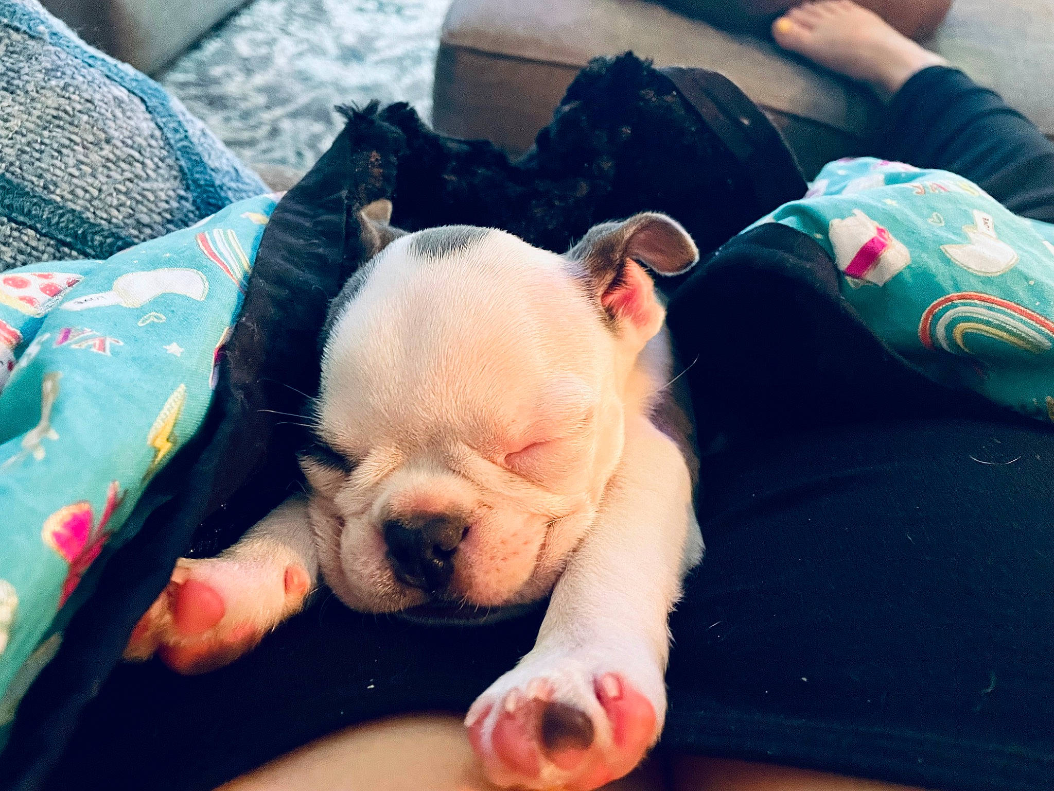 Cece joined the competition — help win amazing prizes! bulldog, carnivore, comfort, companion_dog, dog, dog_breed, fawn, foot, french_bulldog, grass, happy, human_leg, pink, sitting, snout, terrestrial_animal, toy_dog, whiskers, working_animal, wrinkle