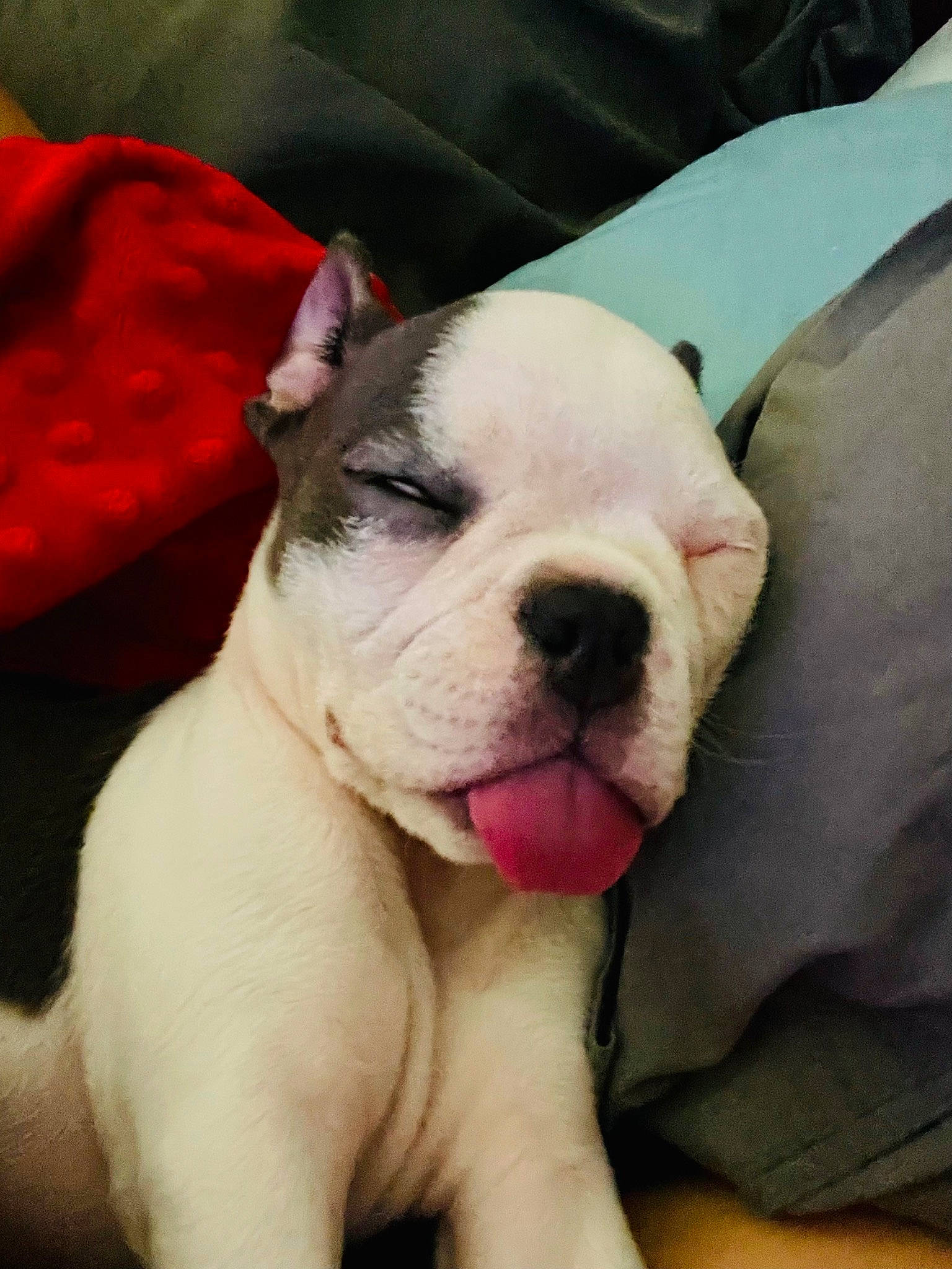 Cece joined the competition — help win amazing prizes! bulldog, canidae, carnivore, collar, comfort, companion_dog, dog, dog_breed, ear, fawn, molosser, non_sporting_group, puppy_love, selfie, sporting_group, terrestrial_animal, toy_dog, whiskers, working_animal, wrinkle