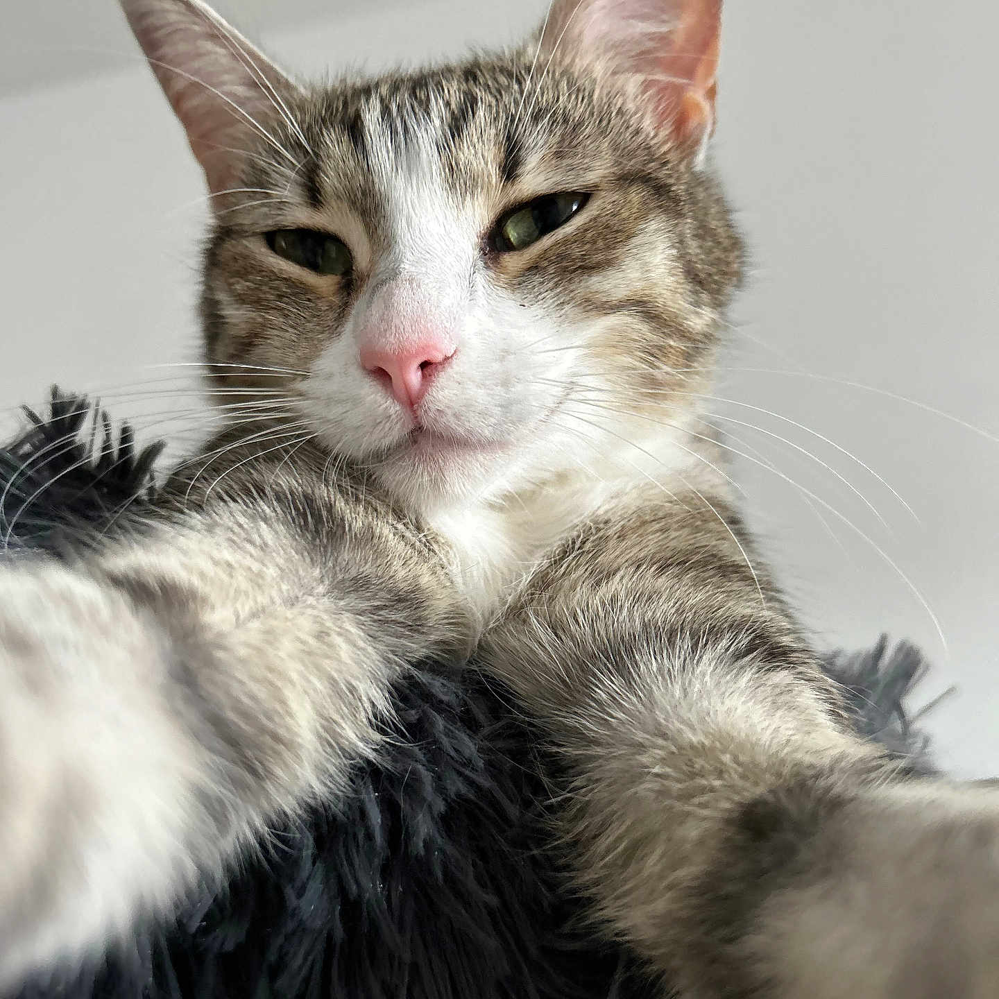 Souflette participe au concours pour gagner de l'argent avec cette photo : abyssinian, angora, animal, cat, kitten, manx, pet, siamese