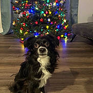 Marley is registered to the contest to win money with this photo: dog, black_and_white, christmas_tree, holiday_lights, indoor, wooden_floor, decorations, festive, pet, cute, small_dog, fur, sitting, home, celebration, seasonal, bright_colors, living_room, cozy, animal