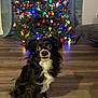 dog, black_and_white, christmas_tree, holiday_lights, indoor, wooden_floor, decorations, festive, pet, cute, small_dog, fur, sitting, home, celebration, seasonal, bright_colors, living_room, cozy, animal