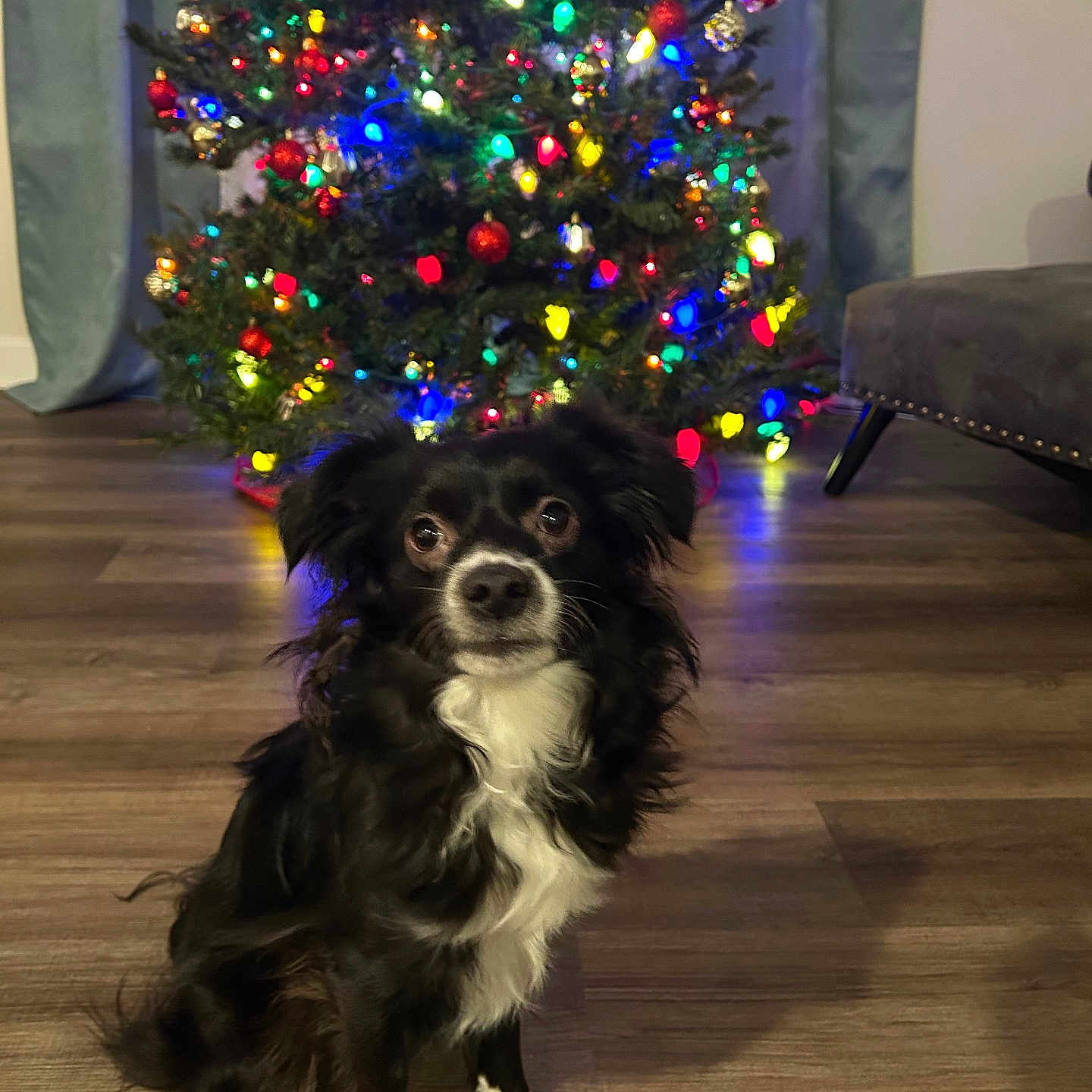 Marley is registered to the contest to win money with this photo: animal, black_and_white, bright_colors, celebration, christmas_tree, cozy, cute, decorations, dog, festive, fur, holiday_lights, home, indoor, living_room, pet, seasonal, sitting, small_dog, wooden_floor