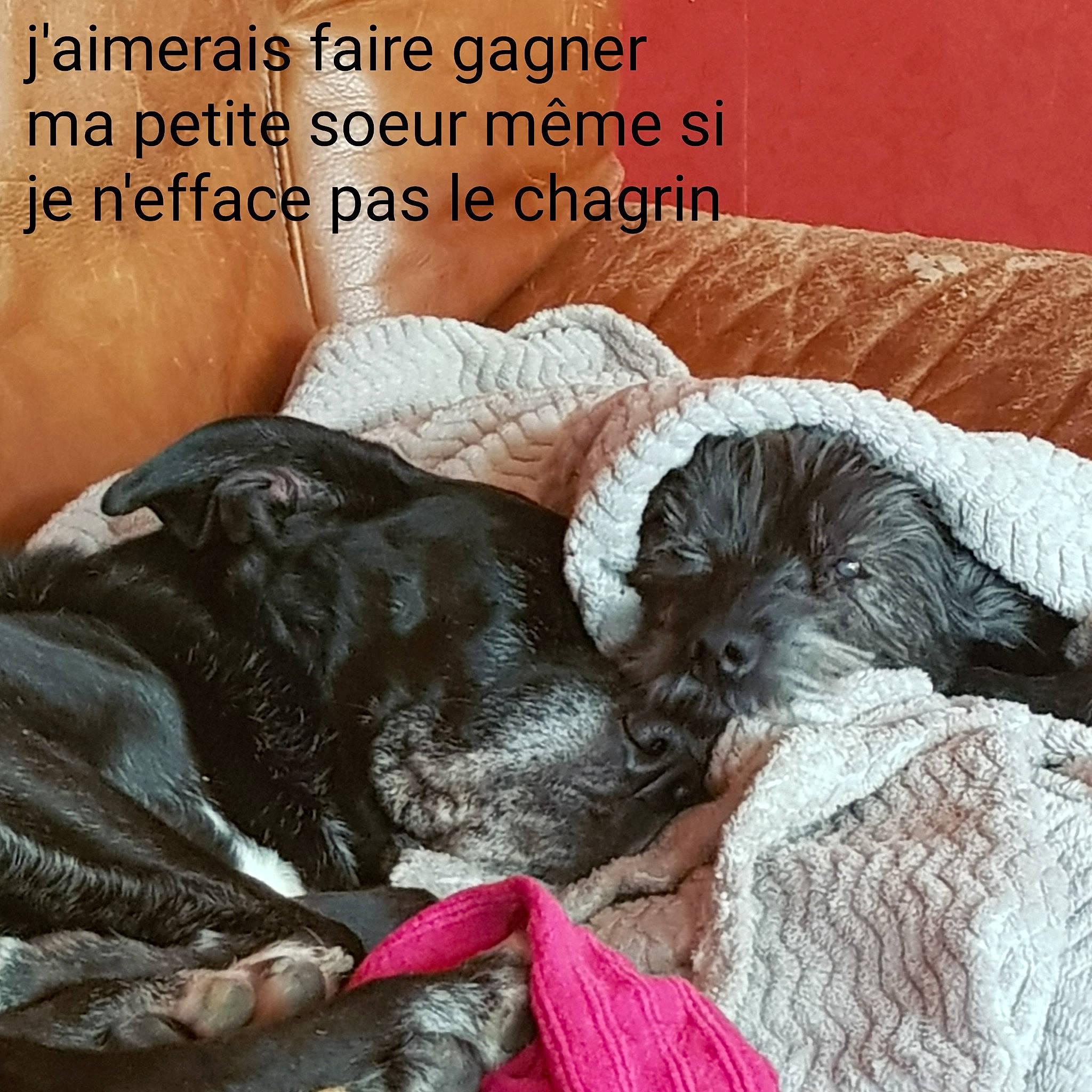 Caina a rejoint le concours — aidez-le/la à gagner de superbes lots ! bed, bedding, canidae, carnivore, comfort, companion_dog, couch, dog, dog_breed, dog_supply, font, fur, happy, linens, liver, pillow, snout, sporting_group, toy_dog, working_animal