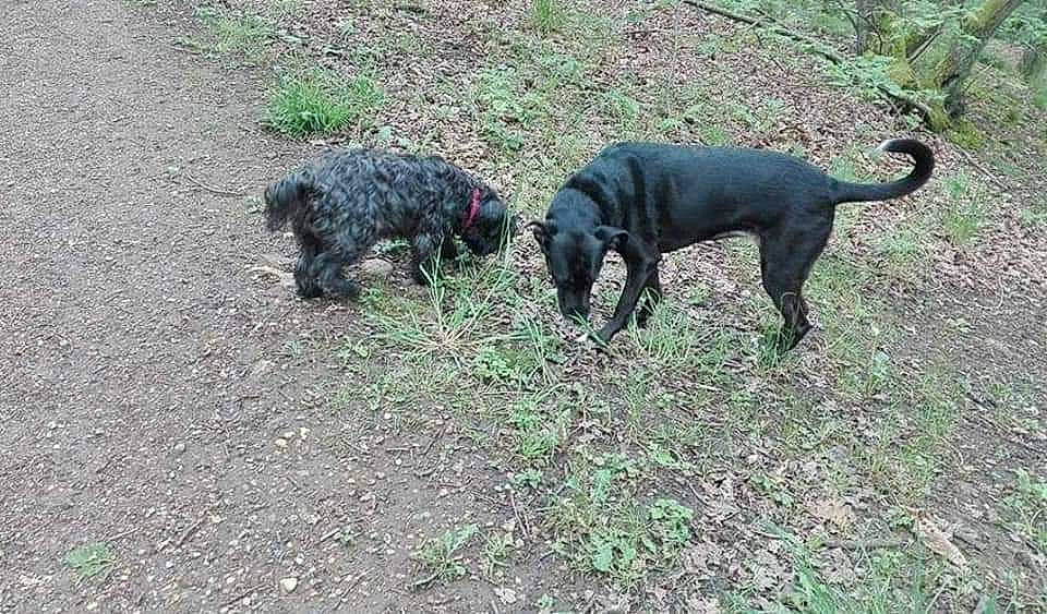 Caina a rejoint le concours — aidez-le/la à gagner de superbes lots ! borador, canidae, carnivore, companion_dog, dog, dog_breed, grass, guard_dog, gun_dog, plant, pointing_breed, soil, spaniel, sporting_group, tail, terrestrial_animal, terrier, water_dog, working_animal, working_dog