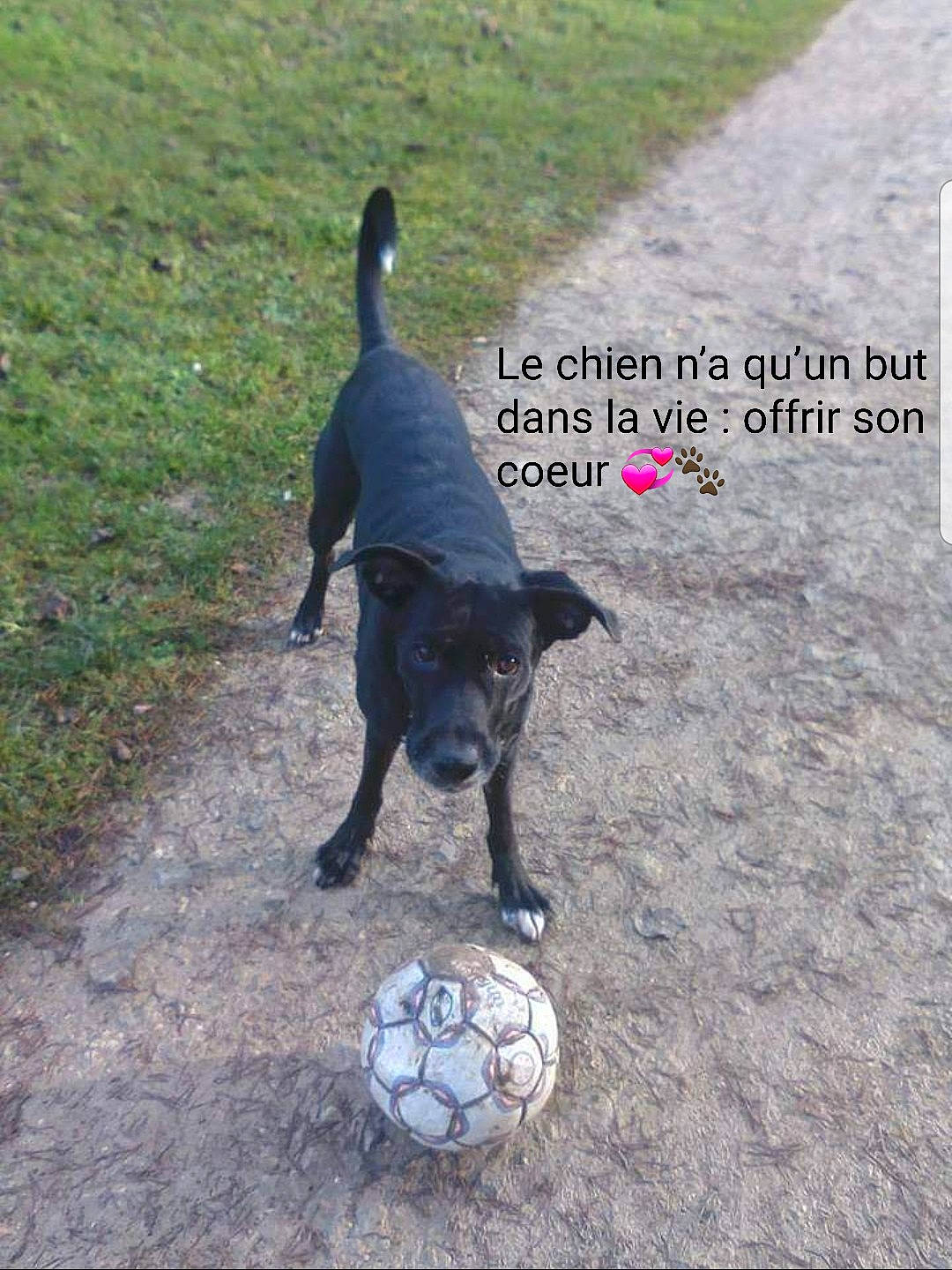 Caina participe au concours pour gagner de l'argent avec cette photo : ball, canidae, carnivore, collar, companion_dog, dog, dog_breed, football, grass, guard_dog, road_surface, shadow, soccer, soccer_ball, soil, sporting_group, sports_equipment, sports_toy, tail, working_animal
