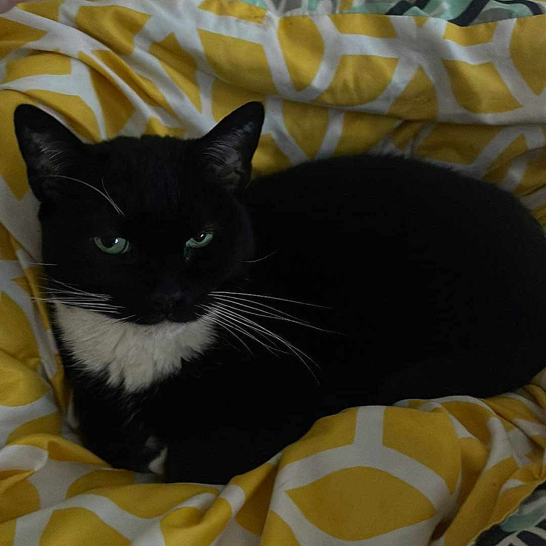 Bella is registered to the contest to win money with this photo: animal, bed, bedroom, bedsheet, blackcat, blanket, cat, couch, cushion, furniture, homedecor, indoors, kitten, manx, person, pet, quilt, room, sleeping