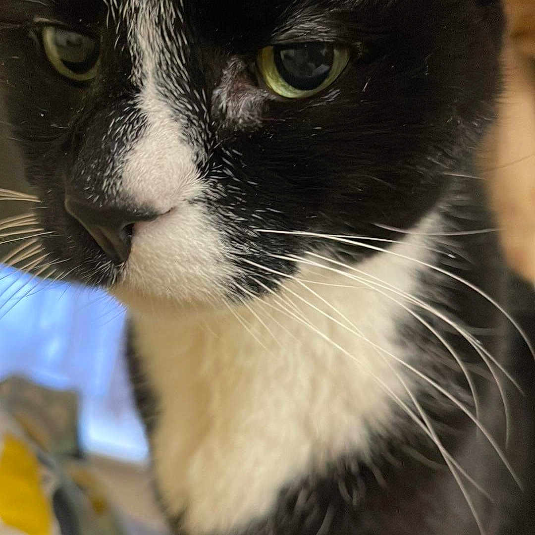 Paulo