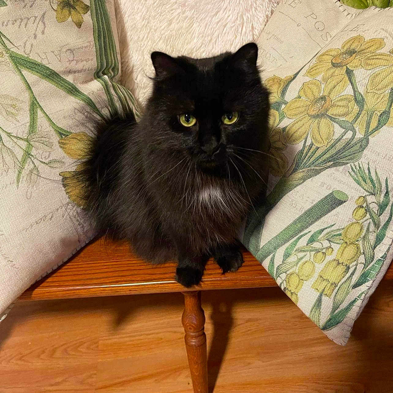 Callie Jane