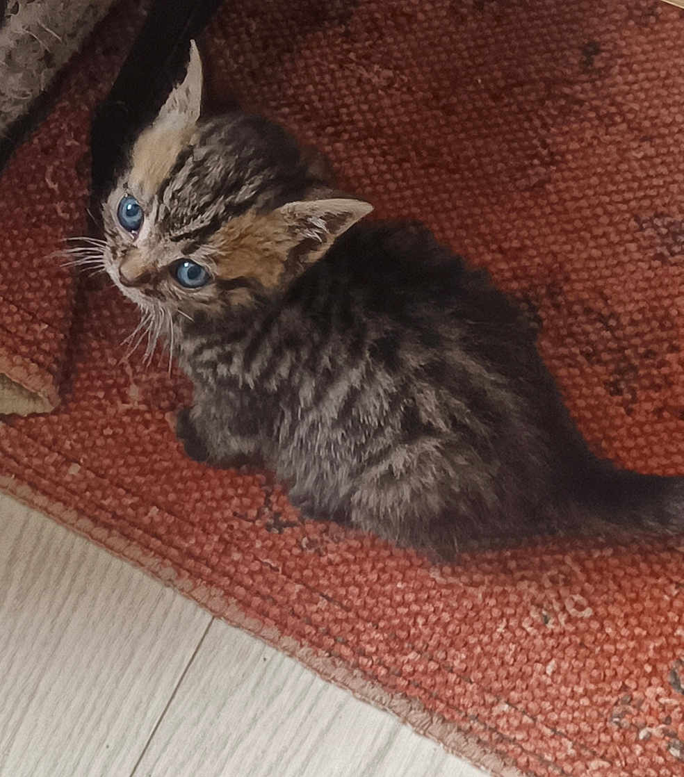 Mufasa a rejoint le concours — aidez-le/la à gagner de superbes lots ! kitten, tabby, cat, blue_eyes, feline, pet, indoor, curious, young_animal, fur, whiskers, small, cute, looking_up, floor, rug, texture, animal, domestic, closeup