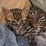 kitten, tabby, cat, tongue_out, fur, paw, claws, blanket, cushion, cozy, indoor, pet, young, striped, cute, sleepy, feline, soft_texture, resting, animal