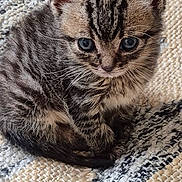 Mufasa a rejoint le concours — aidez-le/la à gagner de superbes lots ! kitten, cat, tabby, young, fur, blue_eyes, curled_up, indoor, rug, woven, texture, pet, cute, small, animal, whiskers, ears, sitting, close_up, cozy