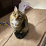 cat, tabby, fluffy, pet, indoor, carpet, toy, plastic_bag, curious, feline, animal, brown, white, striped, ears, tail, floor, cute, looking_up, domestic