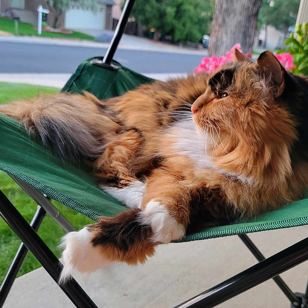 Tiger is registered to the contest to win money with this photo: animal, canine, car, cat, chair, dog, furniture, grass, hammock, lawn, machine, nature, outdoors, person, pet, plant, summer, transportation, vehicle, wheel
