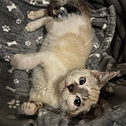 Aïko a rejoint le concours — aidez-le/la à gagner de superbes lots ! kitten, cat, pet, animal, fur, blanket, paw_prints, cozy, cute, indoor, resting, young, feline, whiskers, playful, soft, tail, ears, eyes, comfort