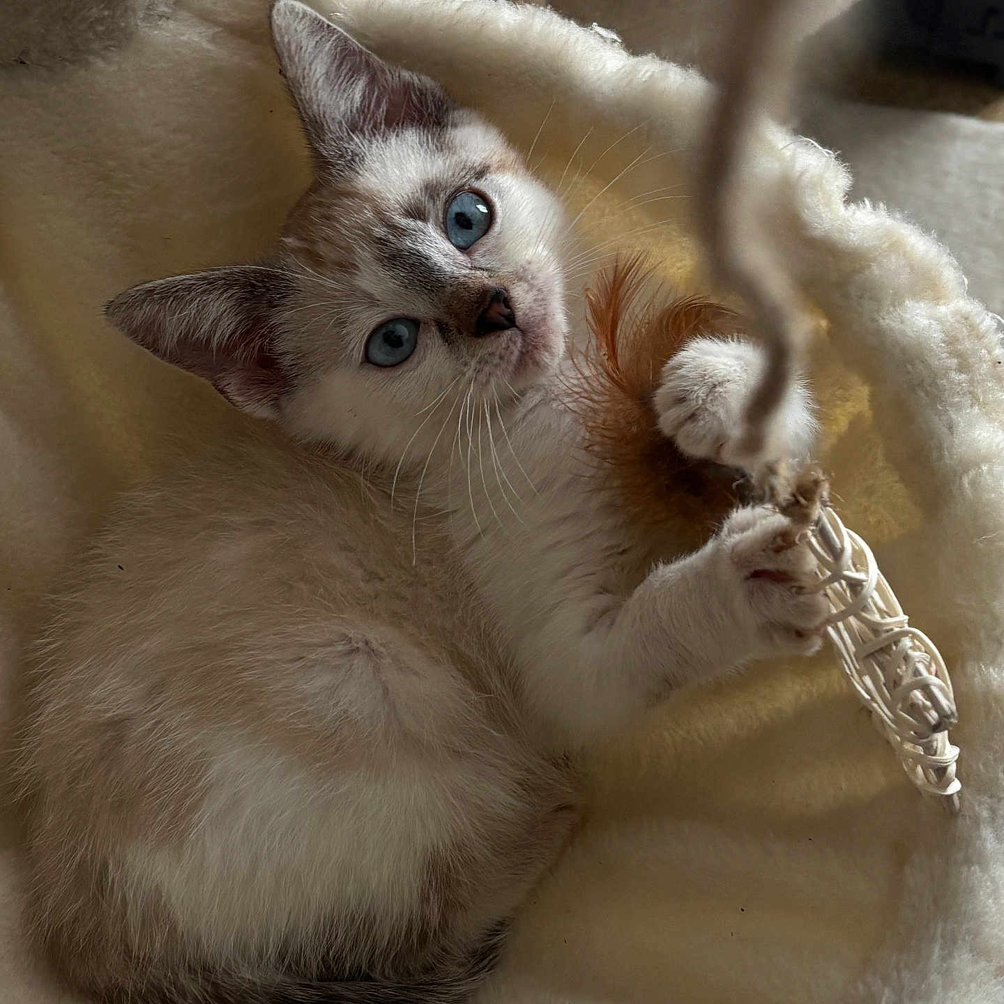 Aïko a rejoint le concours — aidez-le/la à gagner de superbes lots ! animal, blanket, blue_eyes, cat, cozy, curious, cute, feather, fur, indoor, kitten, paws, pet, playing, resting, small, soft, toy, whiskers, young