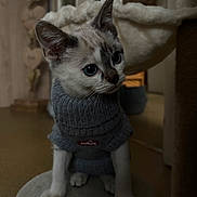 Aïko a rejoint le concours — aidez-le/la à gagner de superbes lots ! animal, blue_eyes, cat, cozy, curious, cute, ears, feline, furniture, gray_sweater, home, indoor, kitten, paws, perch, pet, portrait, soft, whiskers, young