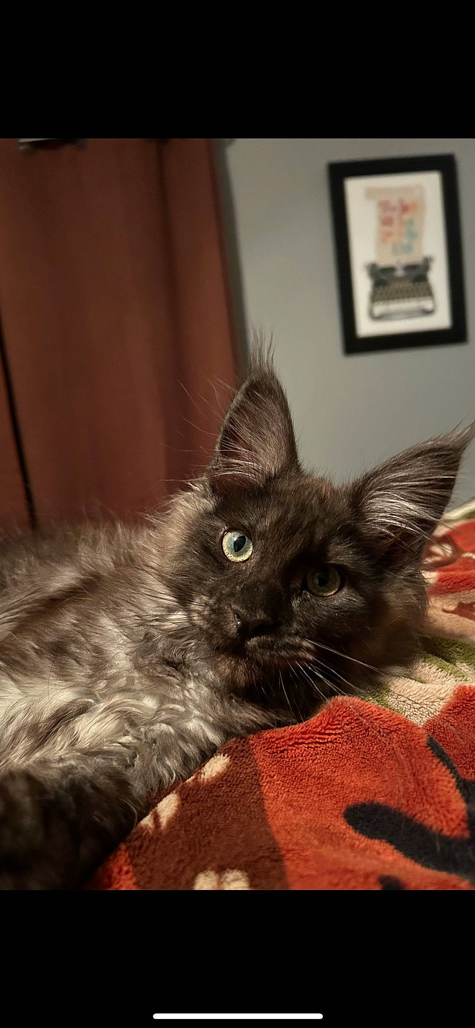 Mowgli is registered to the contest to win money with this photo: black_cat, carnivore, cat, cat_supply, claw, comfort, domestic_short_haired_cat, ear, felidae, fur, paw, picture_frame, small_to_medium_sized_cats, snout, tail, whiskers