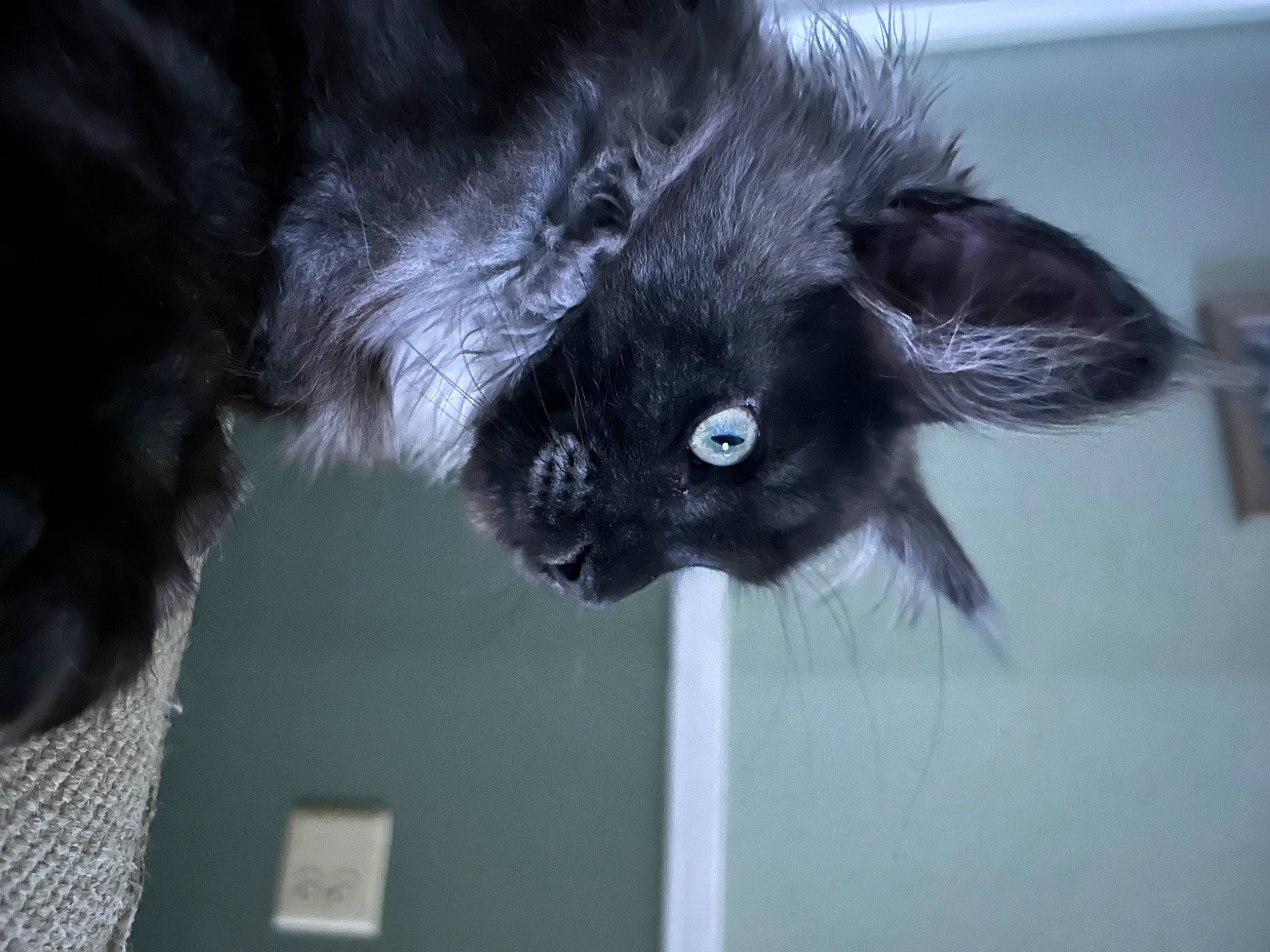 Mowgli is registered to the contest to win money with this photo: black_cat, bombay, canidae, carnivore, cat, claw, dog_breed, ear, felidae, fur, natural_material, small_to_medium_sized_cats, snout, sporting_group, tail, whiskers