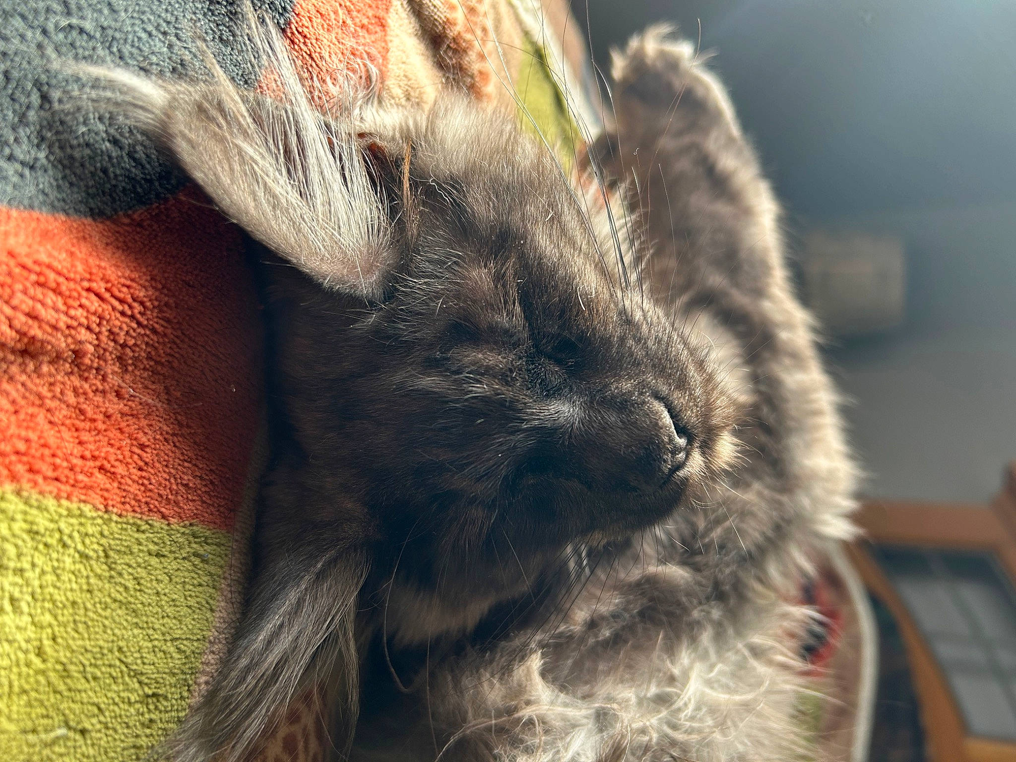 Mowgli is registered to the contest to win money with this photo: canidae, claw, dog_breed, domestic_rabbit, eye, fawn, felidae, foot, fur, human_leg, macro_photography, paw, rabbit, rabbits_and_hares, small_to_medium_sized_cats, snout, tail, terrestrial_animal, whiskers, wool