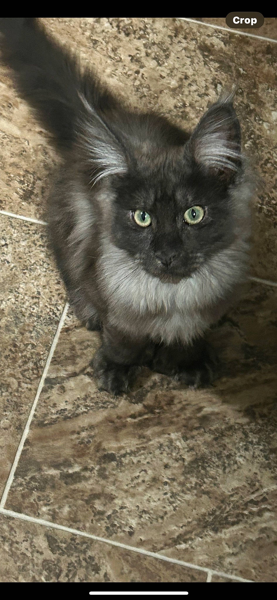 Mowgli is registered to the contest to win money with this photo: black_cat, carnivore, cat, claw, domestic_short_haired_cat, fawn, felidae, fur, grass, monochrome, monochrome_photography, paw, ragdoll, sitting, small_to_medium_sized_cats, snout, soil, tail, terrestrial_animal, whiskers