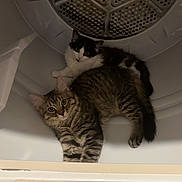 Big Fat Daddy Cat is registered to the contest to win money with this photo: abyssinian, animal, appliance, bathing, bathtub, cat, chair, closet, cupboard, device, drawer, electricaldevice, furniture, hardwood, kitten, laundry, manx, pet, washer, wood
