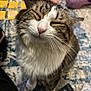 Big Fat Daddy Cat is registered to the contest to win money with this photo: abyssinian, angora, animal, ankle, bodypart, brick, cat, clothing, finger, footwear, hand, kitten, manx, person, pet, road, shoe, siamese, slate, sleeping