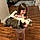 Big Fat Daddy Cat