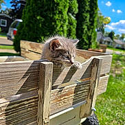 Midnight joined the competition — help win amazing prizes! kitten, cat, wagon, wooden, outdoor, sunny, greenery, grass, blue_sky, pet, animal, curious, furry, small, daylight, nature, playful, backyard, closeup, cute
