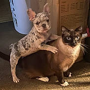 Blu Bandit Garcia joined the competition — help win amazing prizes! animal, canine, carpet, cat, companion, curious, dog, feline, floor, friendship, household, indoor, light, pet, playful, puppy, shadow, siamese, spotted, young