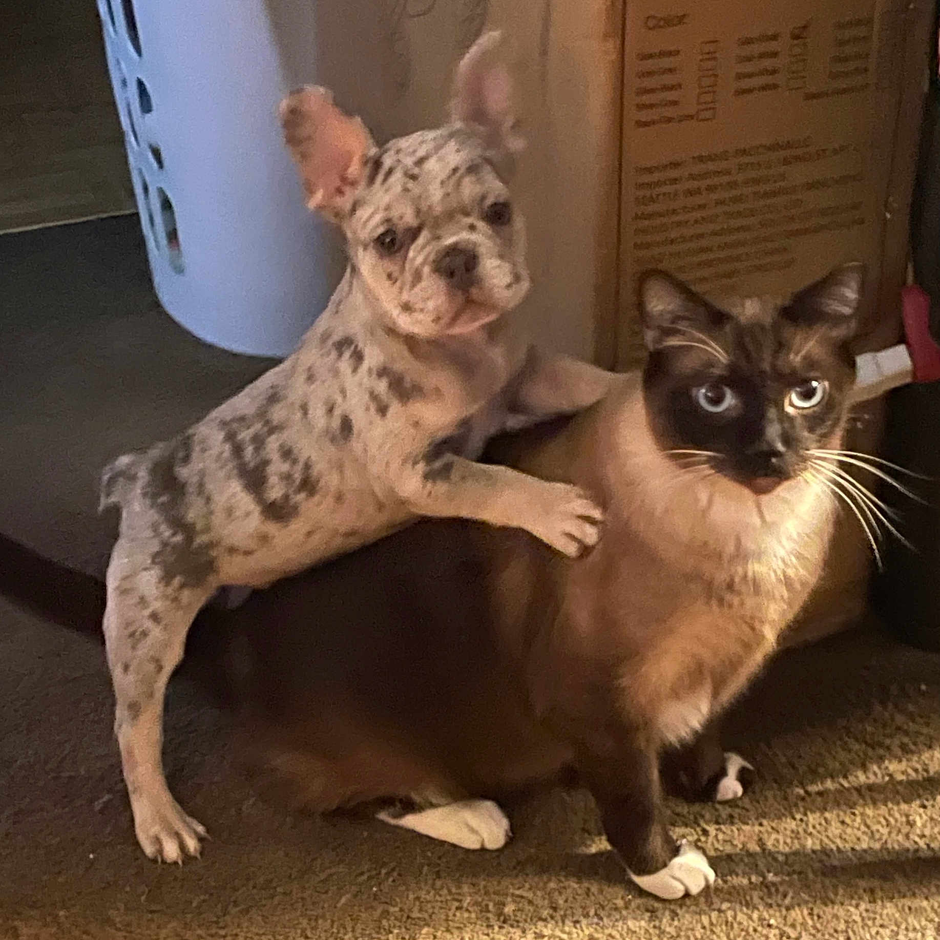 Blu Bandit Garcia joined the competition — help win amazing prizes! animal, canine, carpet, cat, companion, curious, dog, feline, floor, friendship, household, indoor, light, pet, playful, puppy, shadow, siamese, spotted, young