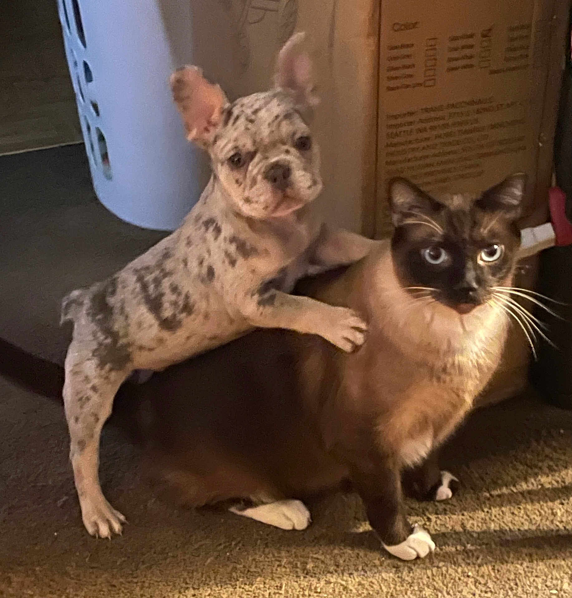 Blu Bandit Garcia joined the competition — help win amazing prizes! animal, canine, carpet, cat, companion, curious, dog, feline, floor, friendship, household, indoor, light, pet, playful, puppy, shadow, siamese, spotted, young