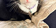 Bella is registered to the contest to win money with this photo: cat, tuxedo_cat, green_eyes, pink_nose, whiskers, quilt, blanket, indoor, pet, feline, collar, closeup, fur, curious, resting, domestic_animal, animal, cute, household, cozy