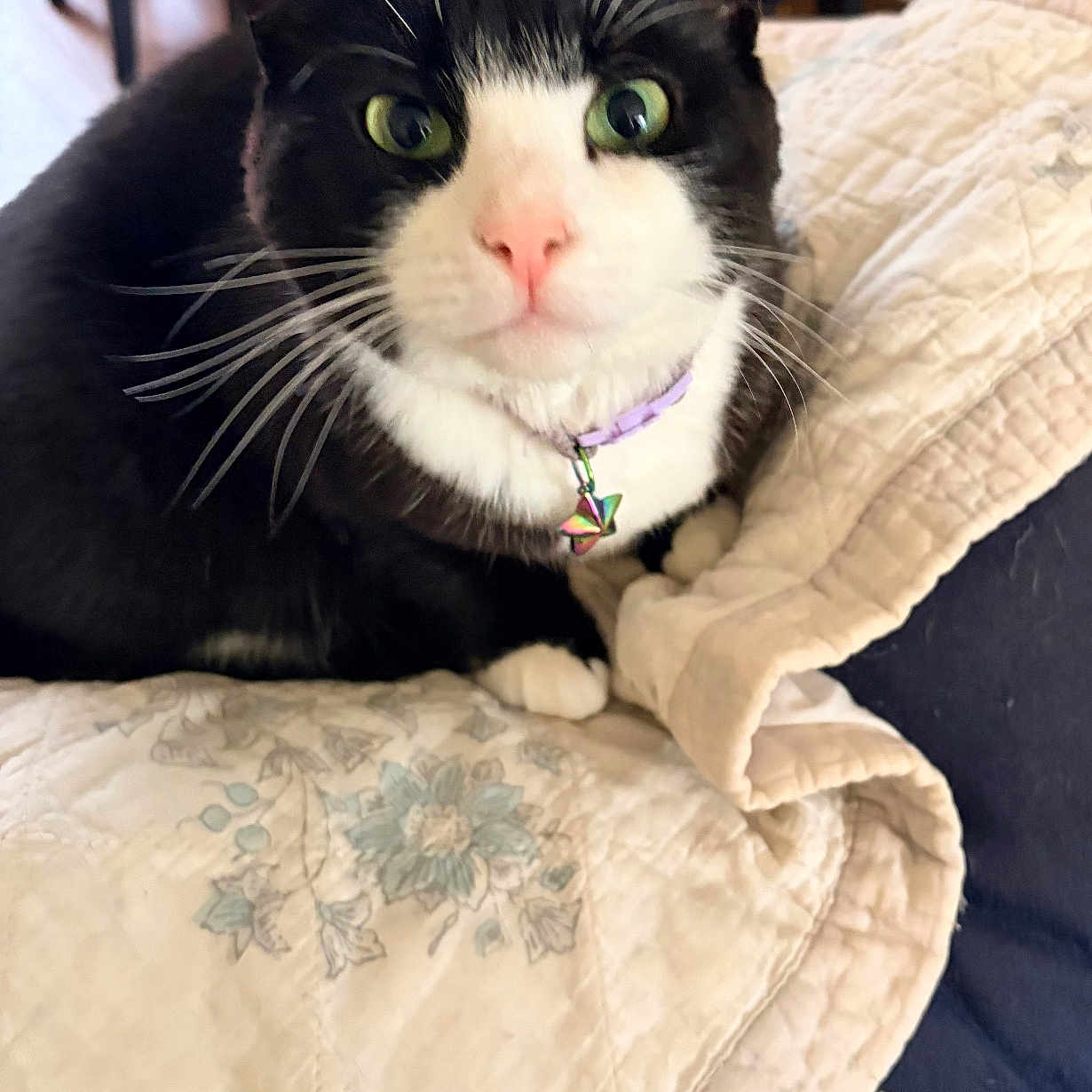 Bella is registered to the contest to win money with this photo: animal, blanket, cat, closeup, collar, cozy, curious, cute, domestic_animal, feline, fur, green_eyes, household, indoor, pet, pink_nose, quilt, resting, tuxedo_cat, whiskers