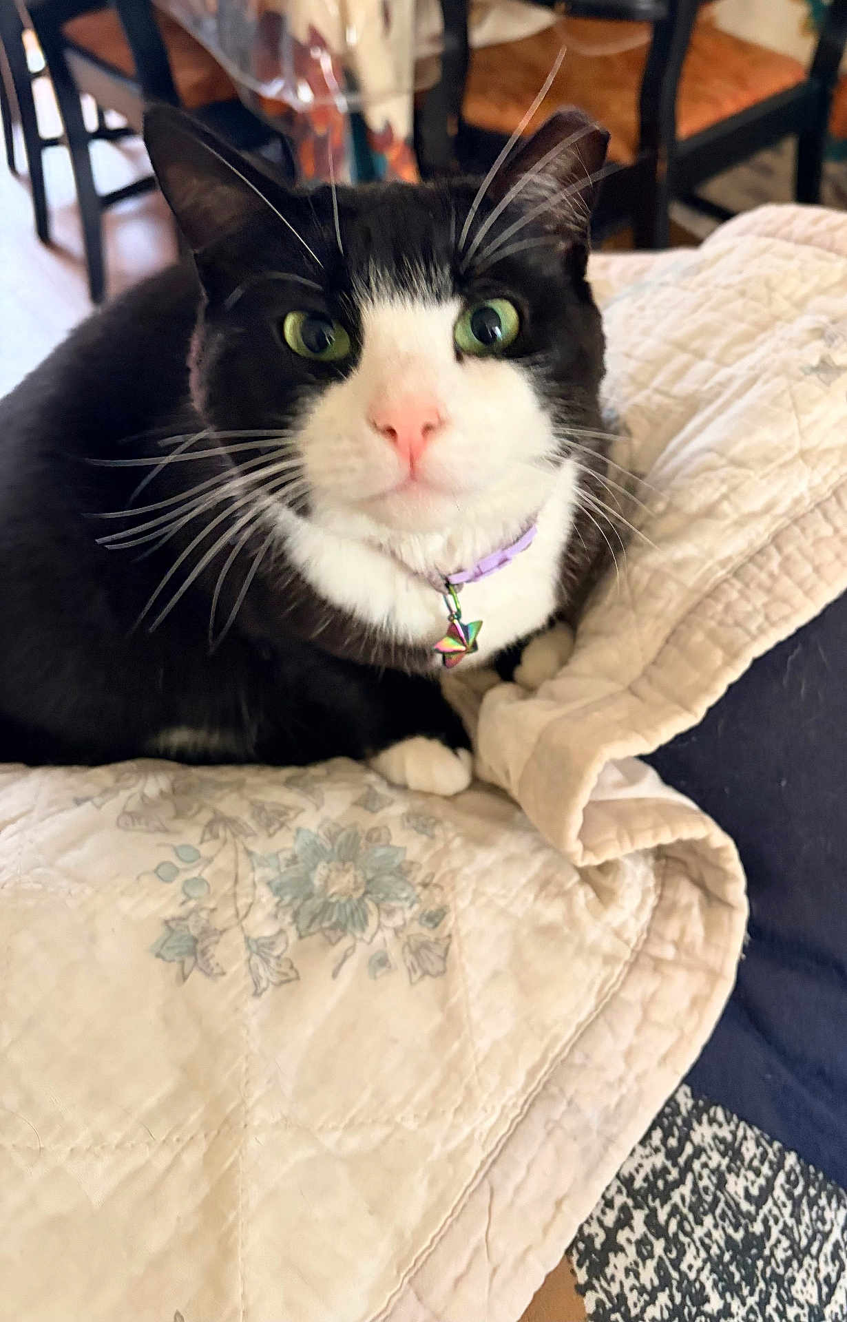 Bella is registered to the contest to win money with this photo: cat, tuxedo_cat, green_eyes, pink_nose, whiskers, quilt, blanket, indoor, pet, feline, collar, closeup, fur, curious, resting, domestic_animal, animal, cute, household, cozy