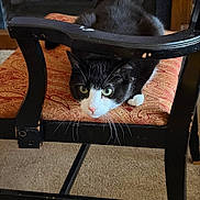 Bella is registered to the contest to win money with this photo: cat, black_and_white, green_eyes, chair, cushion, furniture, indoor, pet, animal, whiskers, wood, carpet, relaxed, close_up, looking, cute, domestic_cat, fur, resting, curious